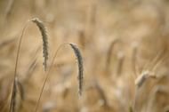 This flour is obtained by grinding the whole wheat grain, encompassing the bran, germ, and endosperm in its entirety. (Maria Pop/ Pexels)